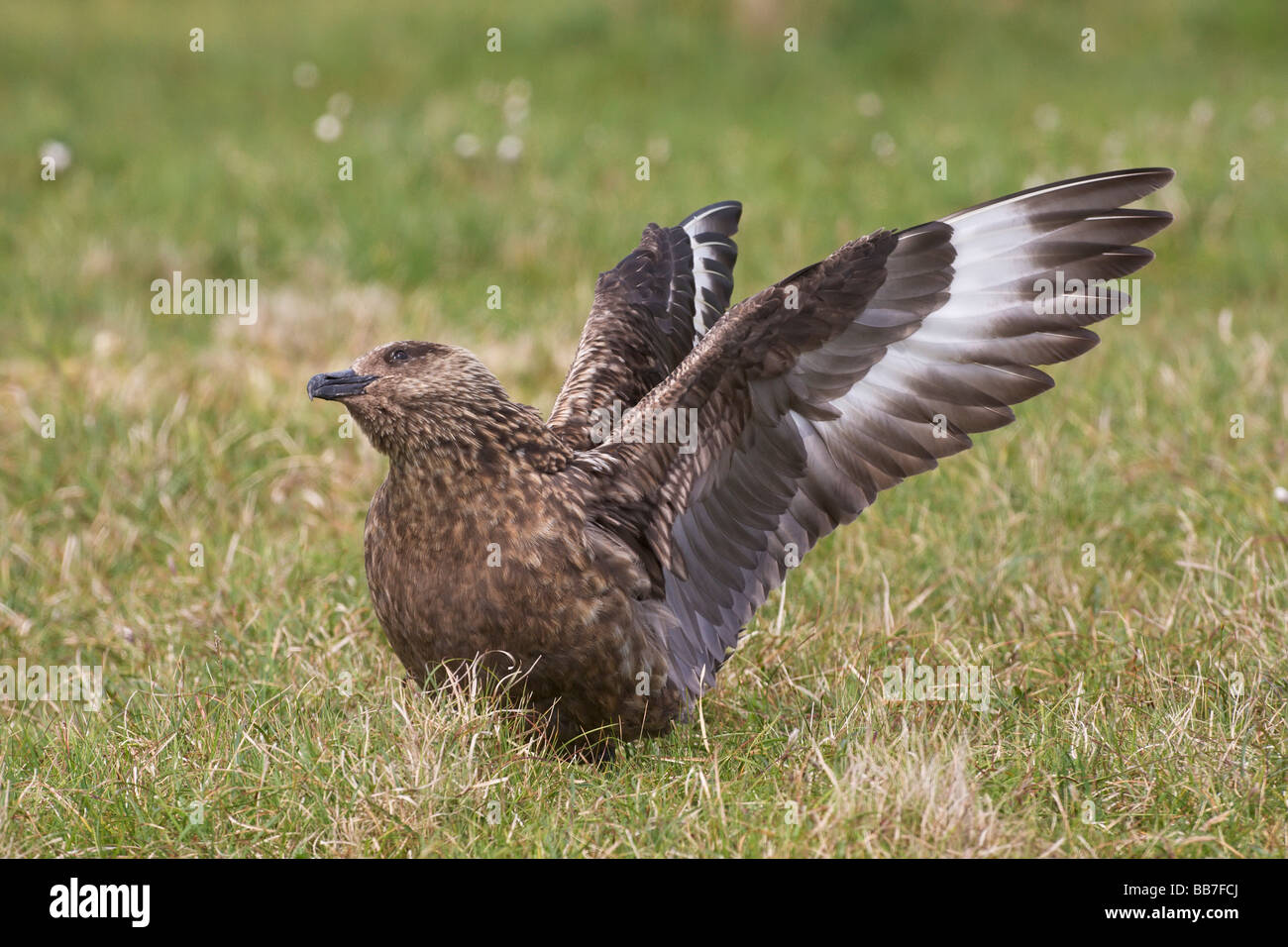 Great Skua Stercorarius Skua Stock Photo Alamy