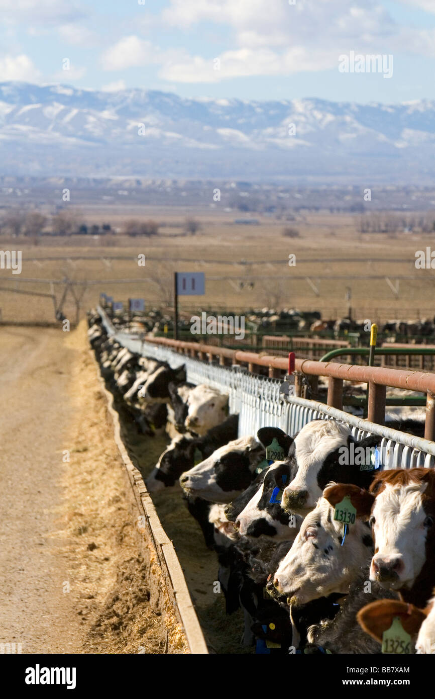 Cattle on a feedlot in Grand View Idaho USA Stock Photo, Royalty Free Image 24145932 Alamy