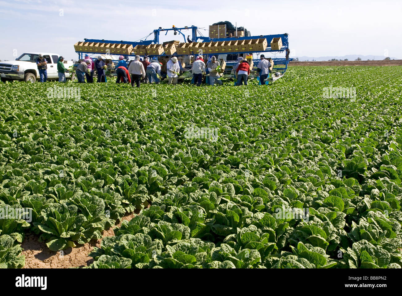 Romain lettuce harvest in the Imperial Valley near El Centro Southern