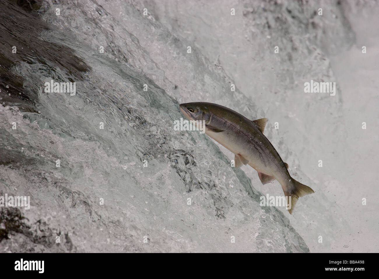 Sockeye Salmon jumping up waterfall to spawn Oncorhynchus nerka Stock