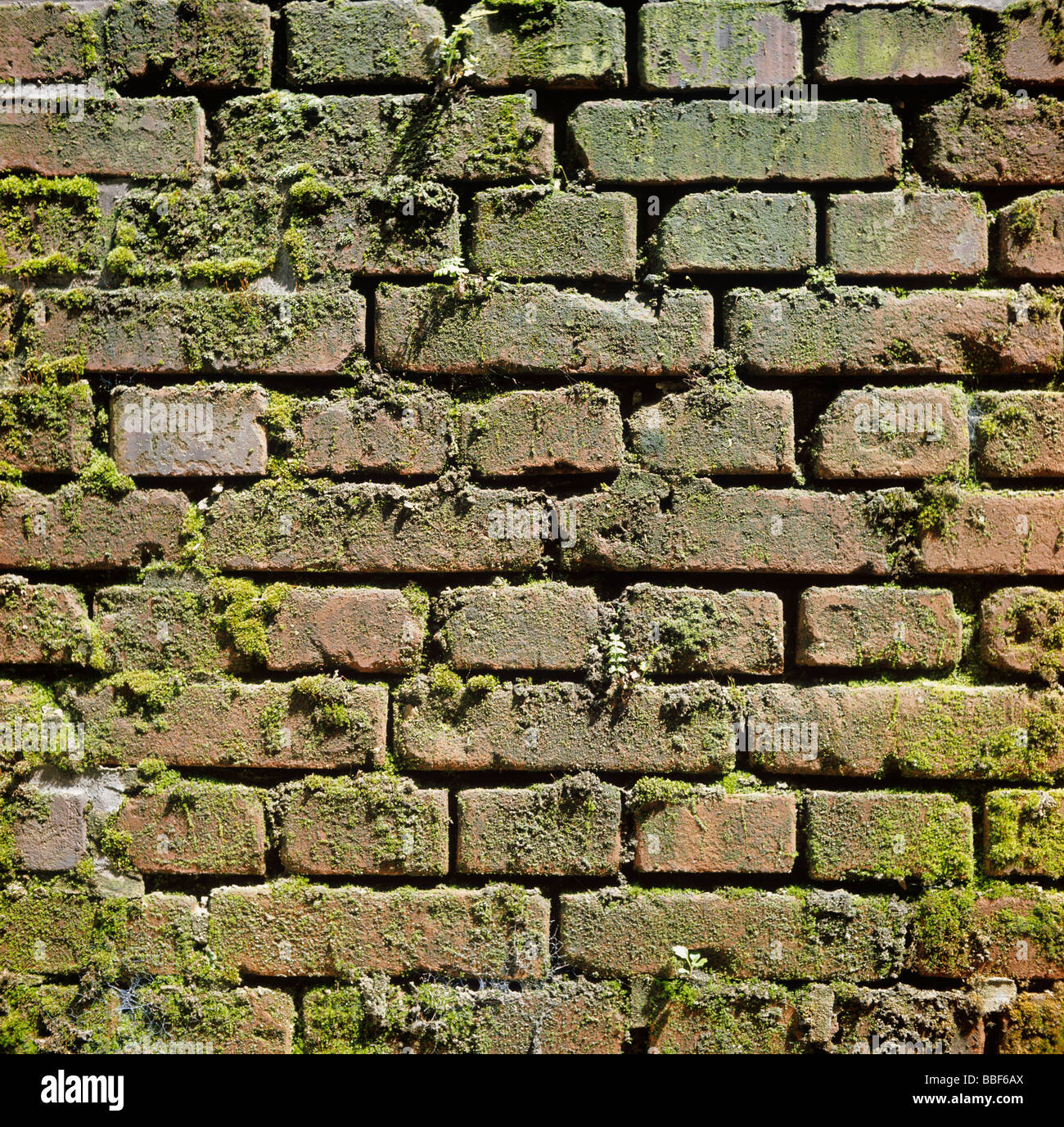 mossy wall bricks Stock Photo, Royalty Free Image 24305874 Alamy
