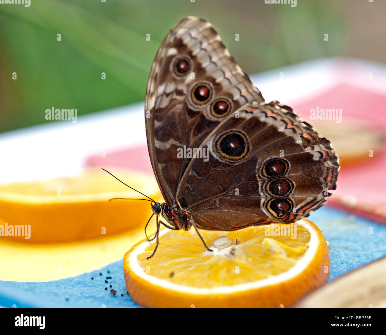Blue Morpho Butterfly (peleides) feeding on Orange slice Stock Photo