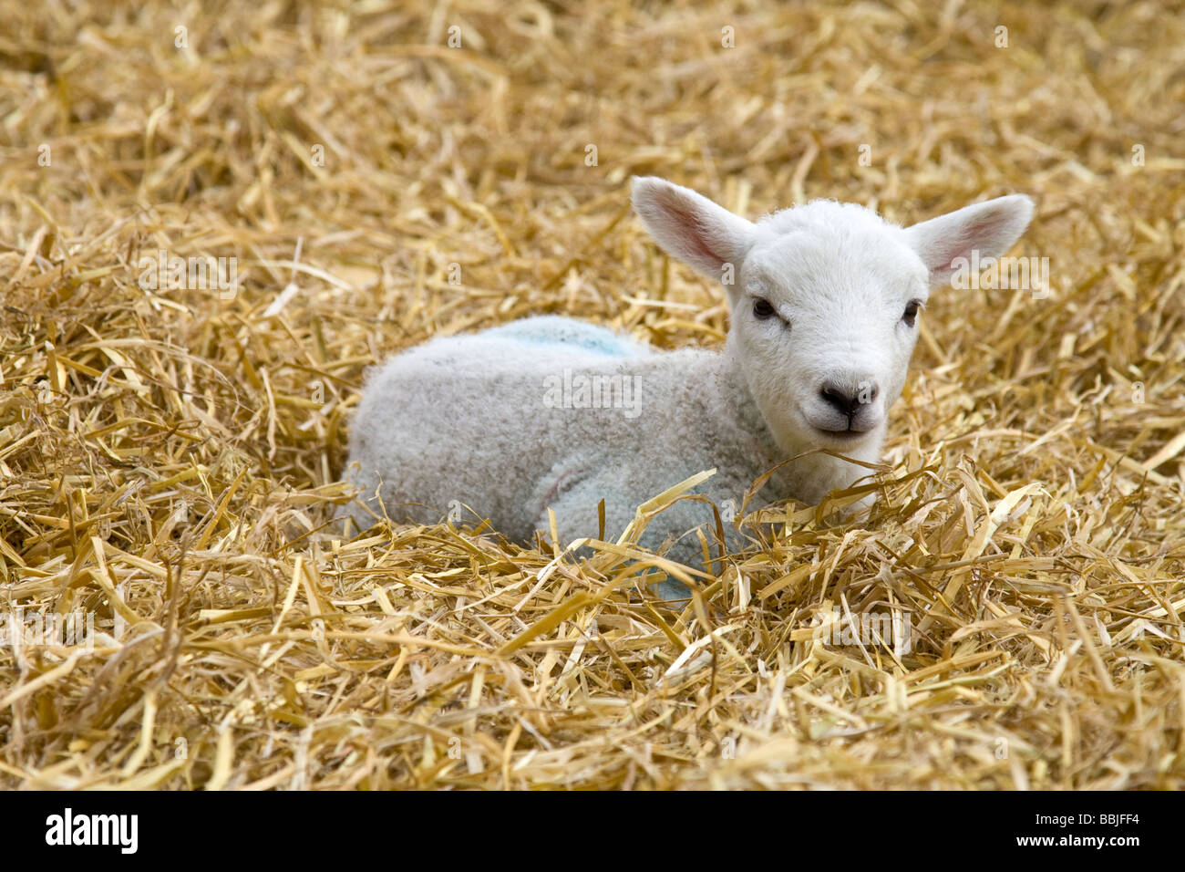 A Baby lamb lying down Stock Photo, Royalty Free Image 24378904 Alamy