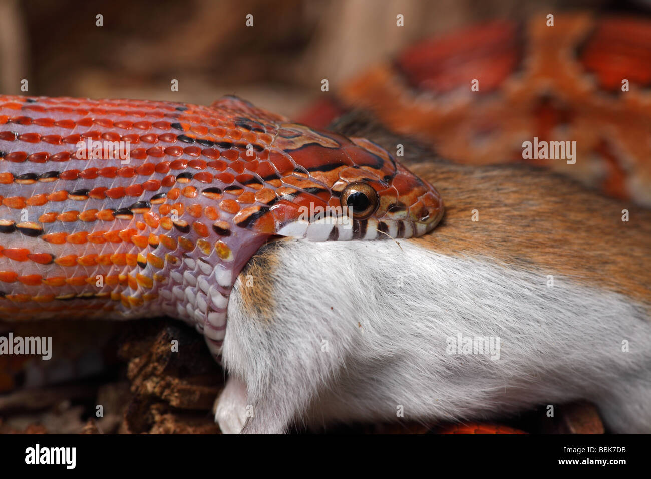 Corn Snake Pantherophis Guttatus Captive Swallowing A Mouse