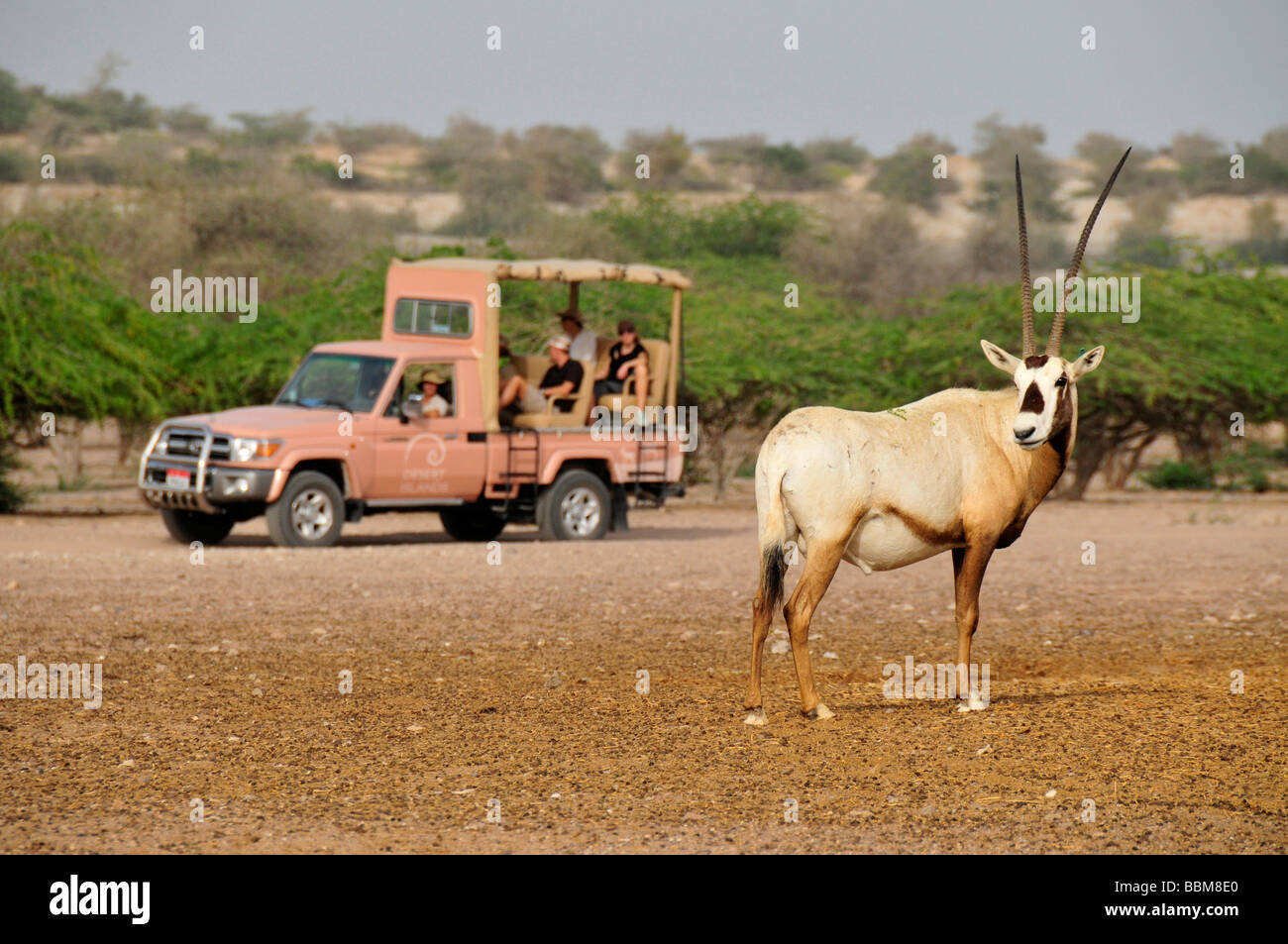 Arabian Oryx (Arabian Oryx), in front of a Safarivehicle, Sir Bani Stock Photo, Royalty Free