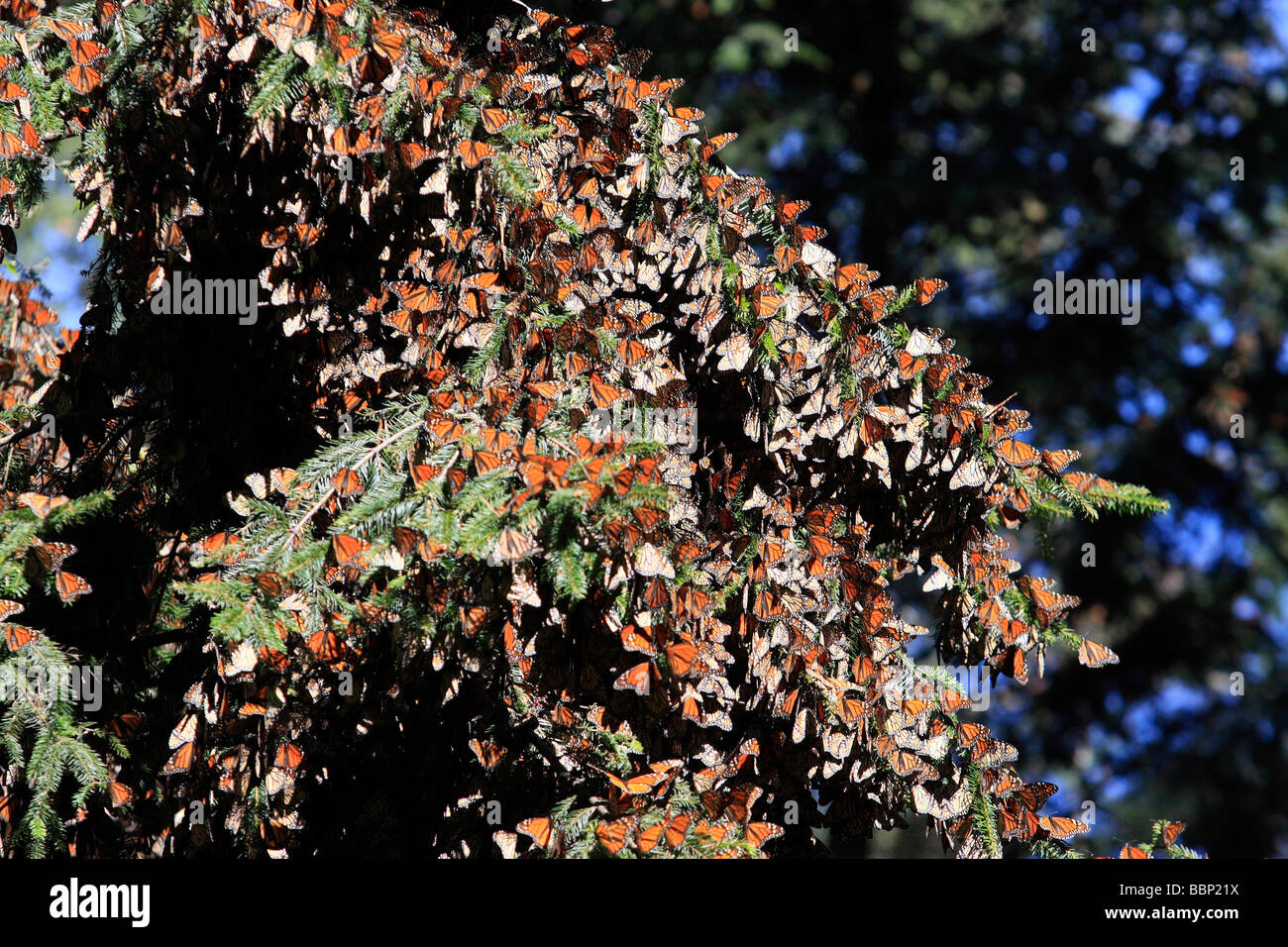 monarch butterfly in michoacan mexico sanctuary millions of these Stock Photo, Royalty Free