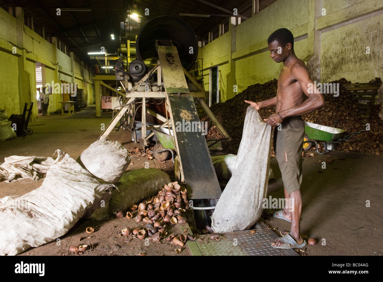 Worker loading copra into the coconut oil processing machine Stock