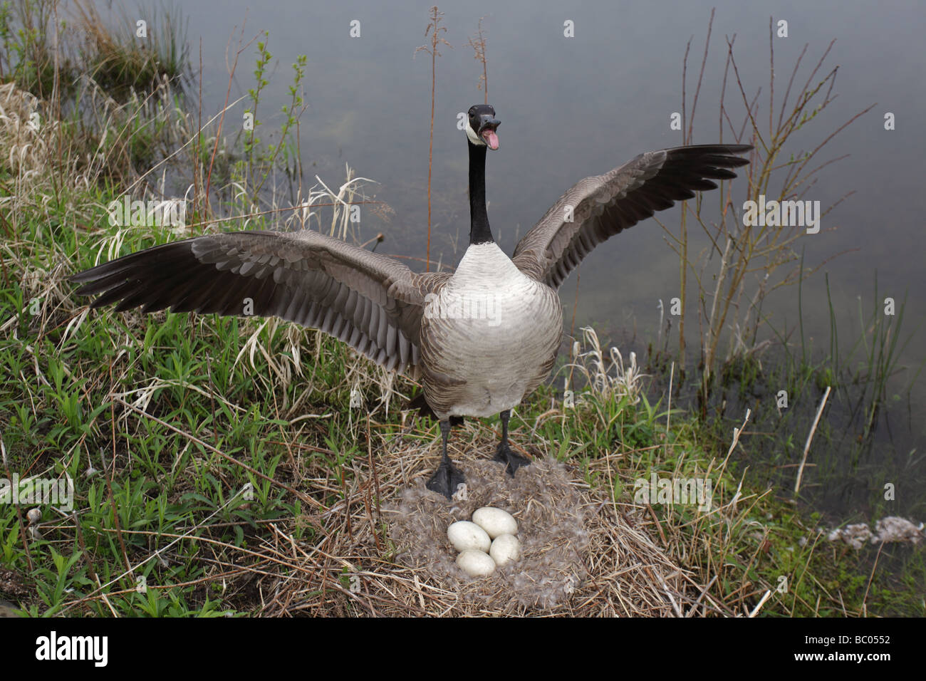 Canada Goose (Branta canadensis) Mother protecting eggs on nest Stock