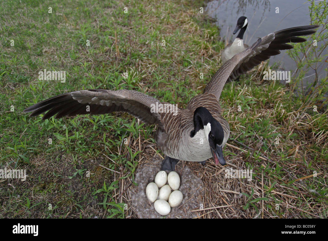 canada goose protecting nest canada goose protecting nest