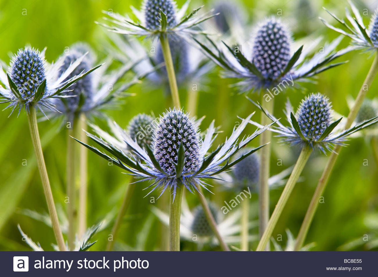 Eryngium x zabelii 'Jos Eijking'. Sea holly flowers Stock Photo