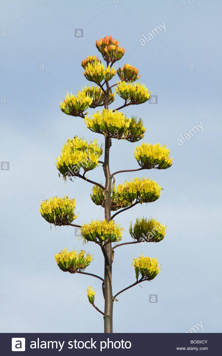 parrys-agave-century-plant-agave-parryi-in-bloom-BC8XCY.jpg