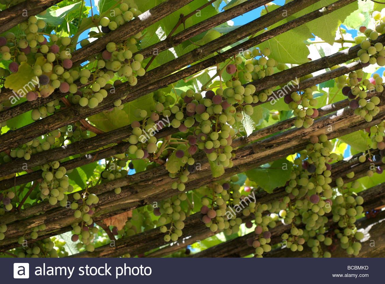 Grapes Grow On Vines Draped Over A Patio Arbor At Tuscan Villa Grapes Grow On Vines Draped Over A Patio Arbor At Tuscan Villa