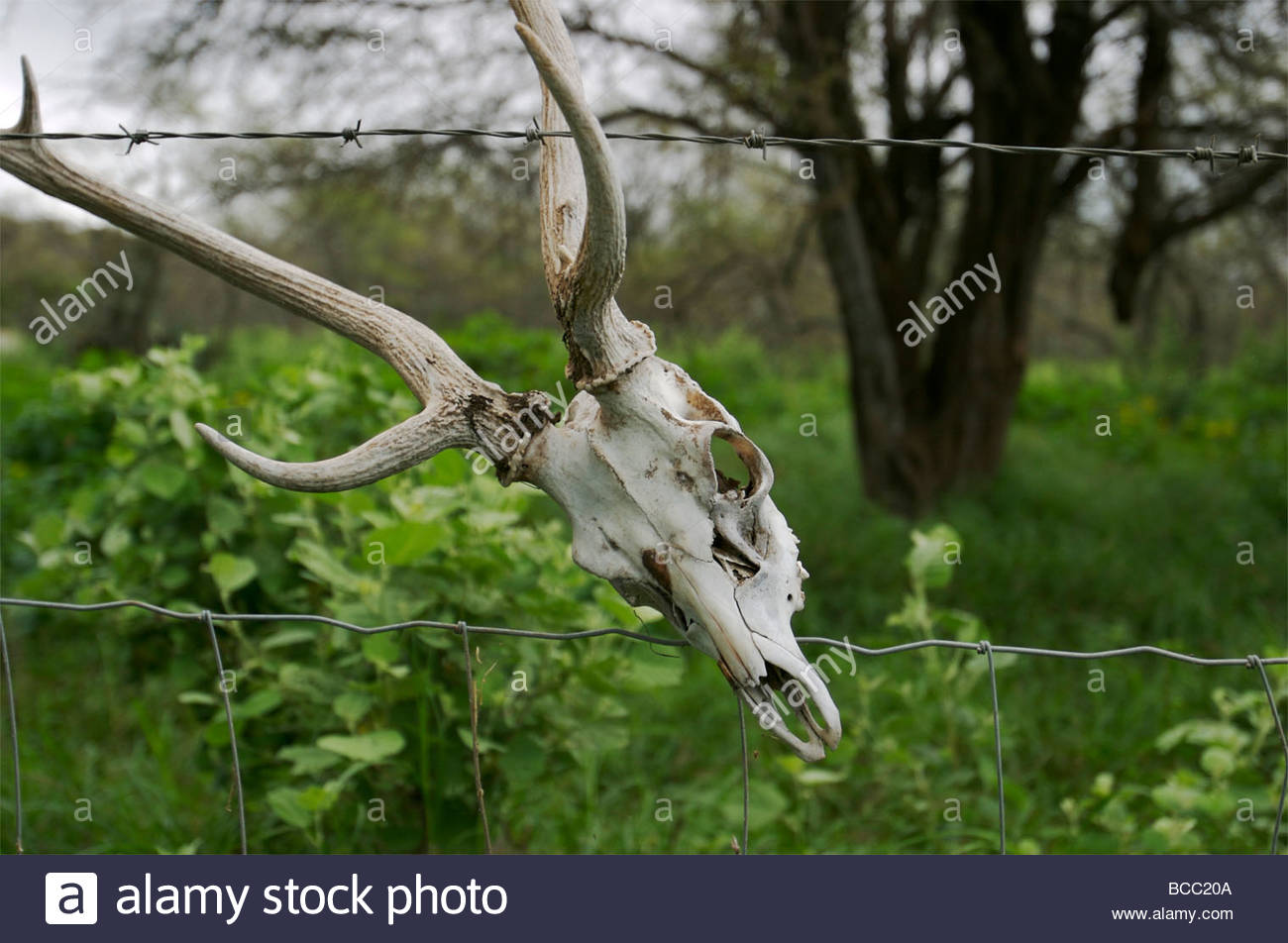 Antlers and skull of an axis deer on a barbed wire fence Stock Photo