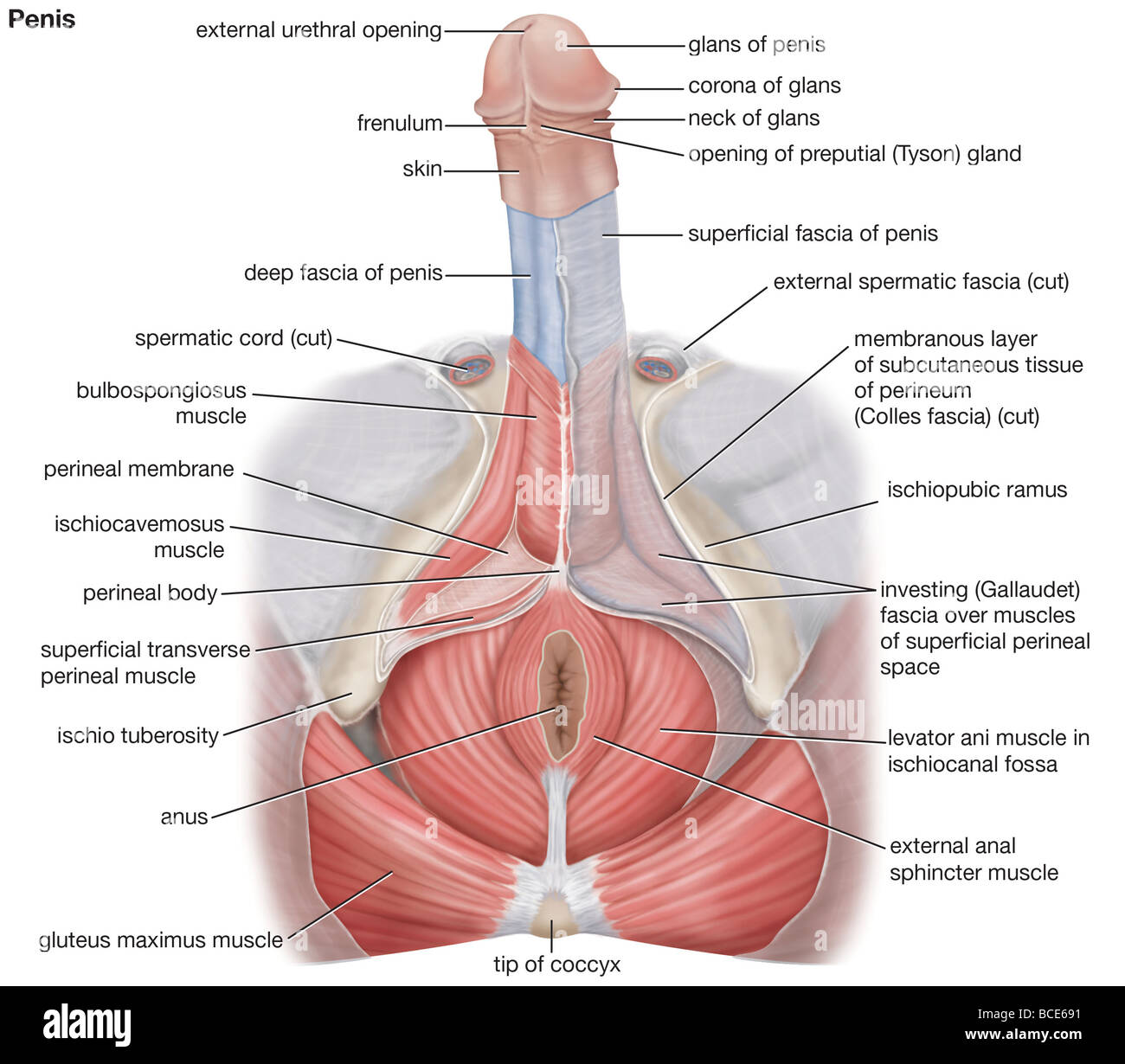 Human Male Cock 2