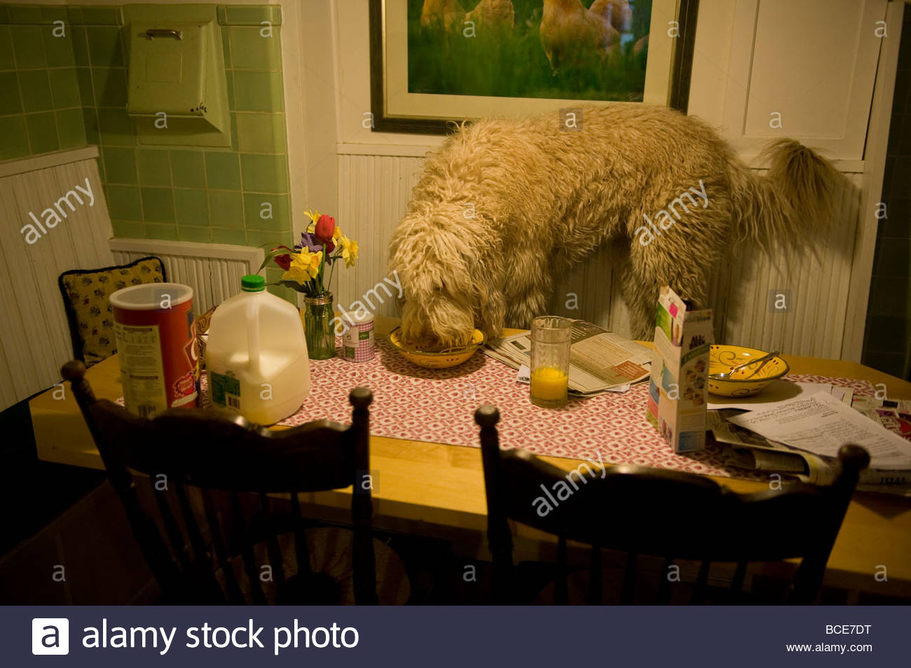 Kitchen Table With Food dog table eat stock photos & dog table eat stock images - alamy Kitchen Table With Food dog table eat stock photos & dog table eat stock images - alamy