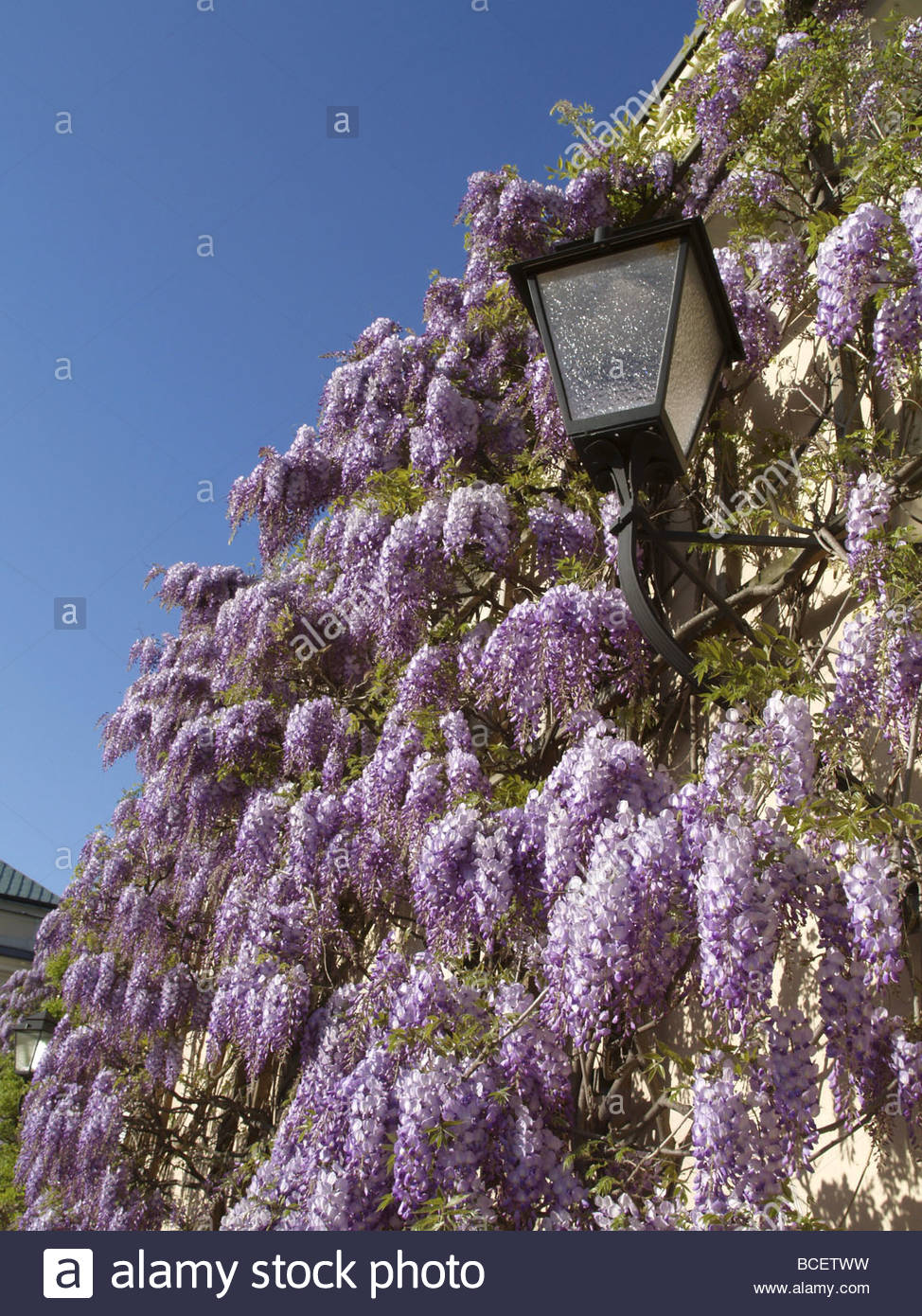 Blauregen, Glyzine, Glyzinie, Glycinie, Wisterie,, Wisteria sinensis