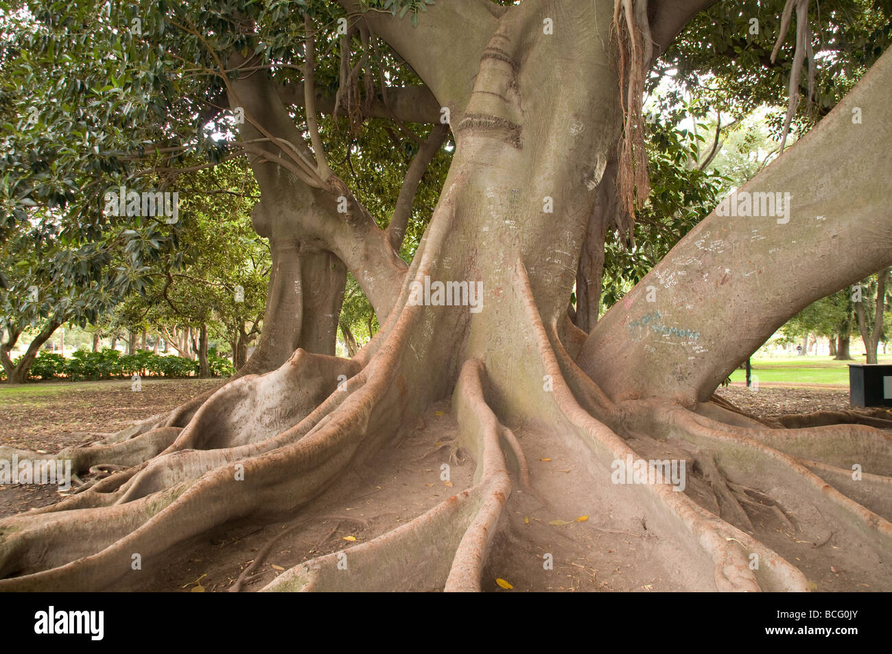 ombu tree, el rosedal, buenos aires, argentina Stock Photo, Royalty