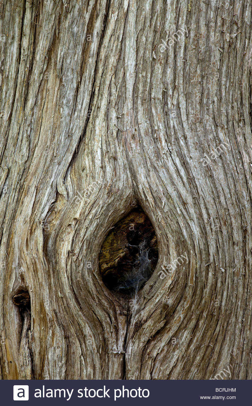 knothole sex pornos xxx gratis