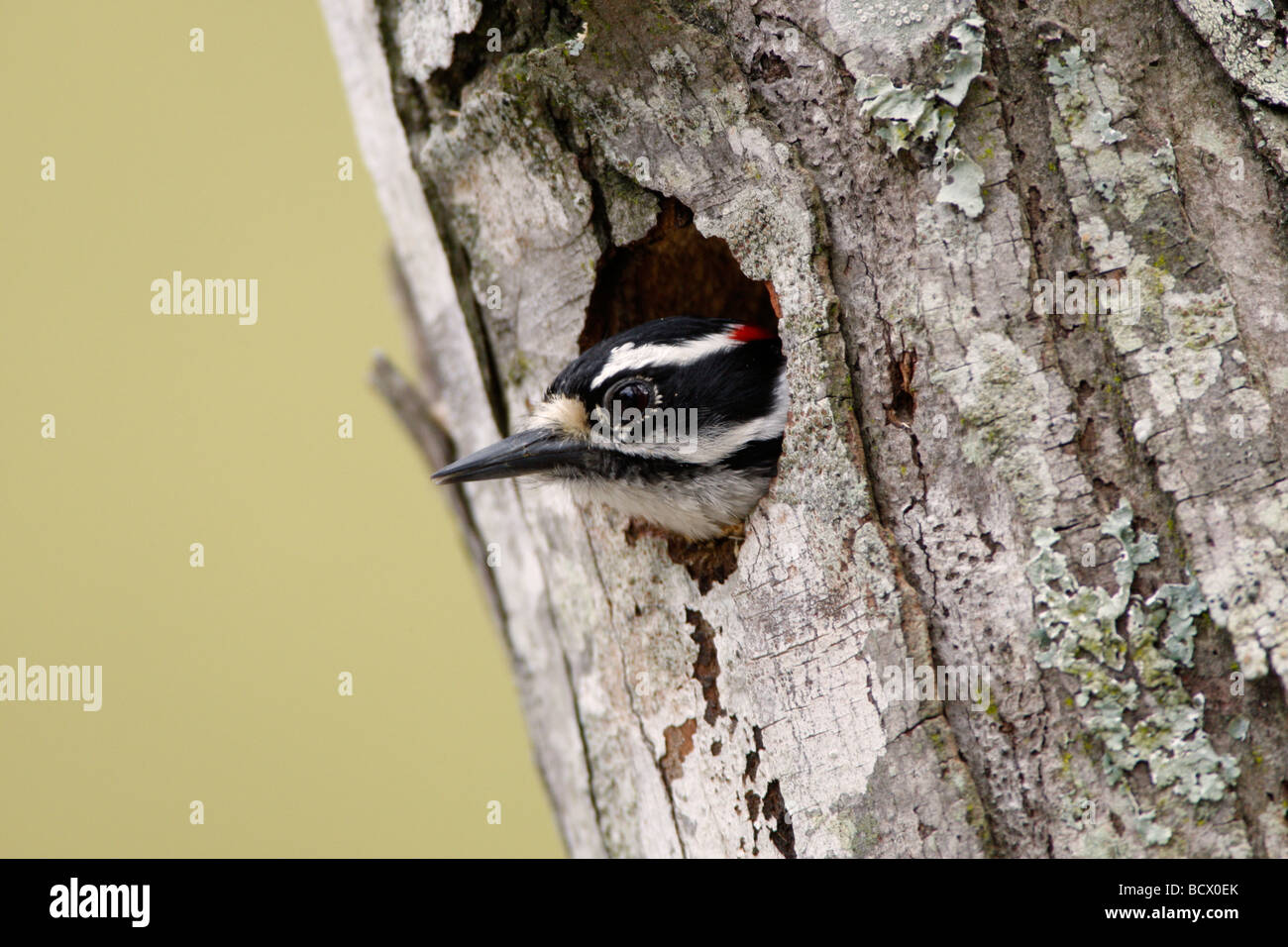 Downy Woodpecker in Nest Cavity Stock Photo, Royalty Free Image
