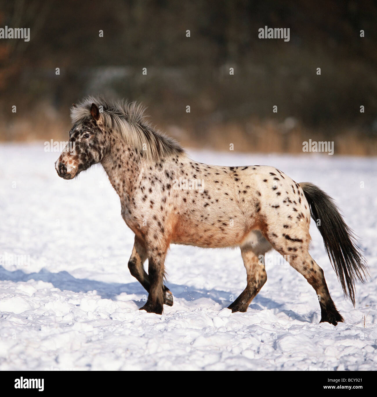 Knabstrupper Stock Photo, Royalty Free Image: 25186057 - Alamy