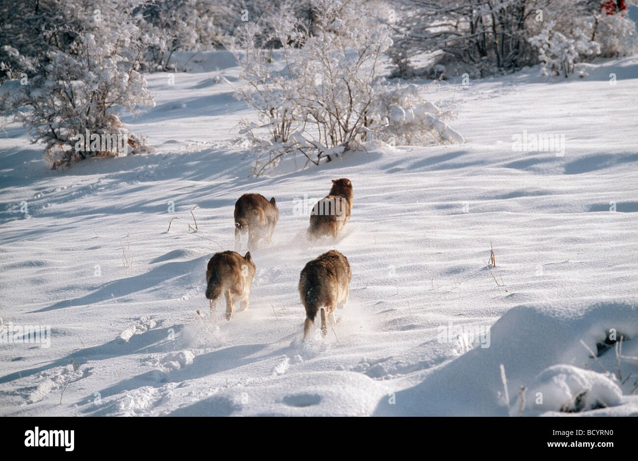 Gray wolf - pack running through snow / Canis lupus Stock Photo, Royalty Free Image ...