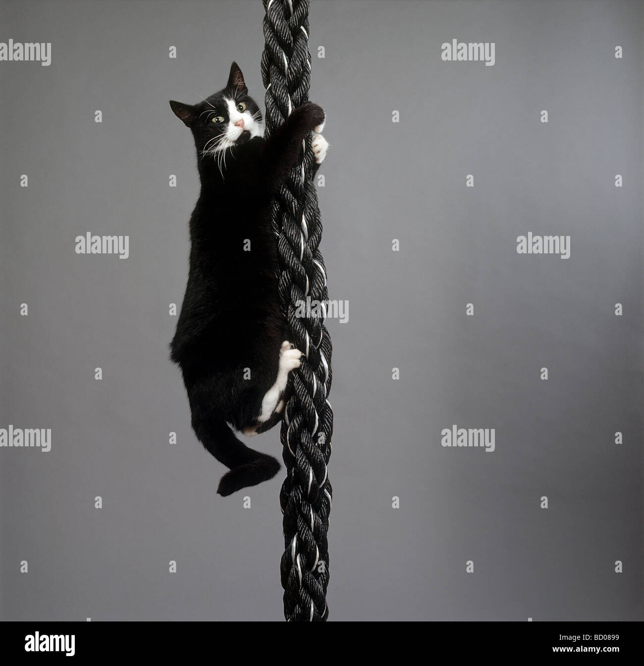 blackwhite cat climbing up rope Stock Photo, Royalty Free Image