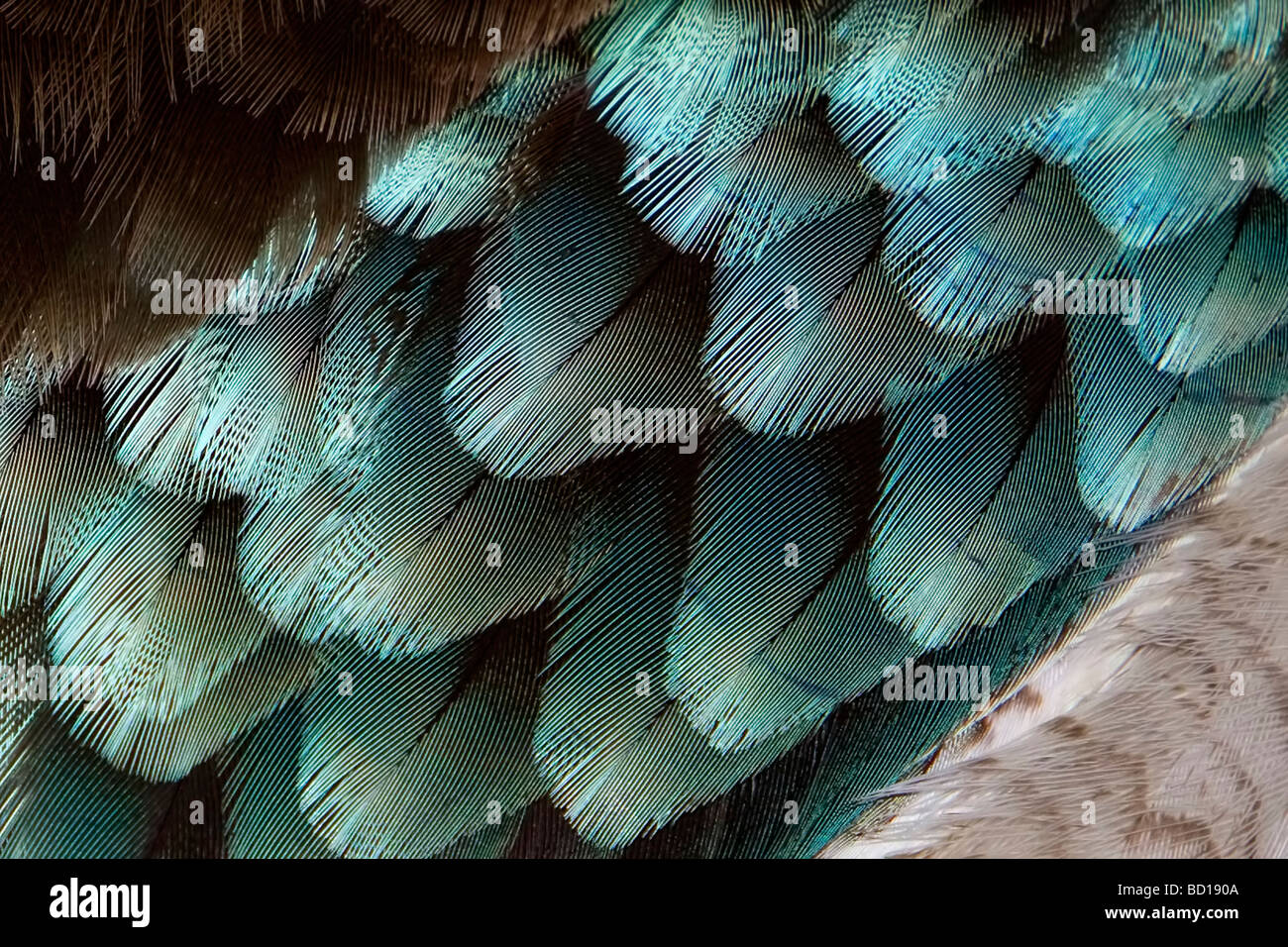 Bluewinged Kookaburra feathers Dacelo leachii Stock Photo, Royalty