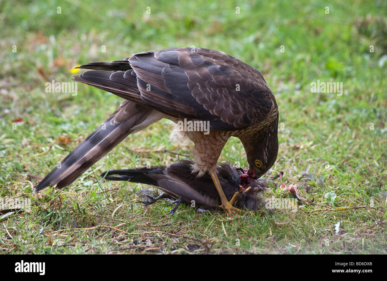 Female sparrowhawk eating blackbird prey in garden UK Stock Photo