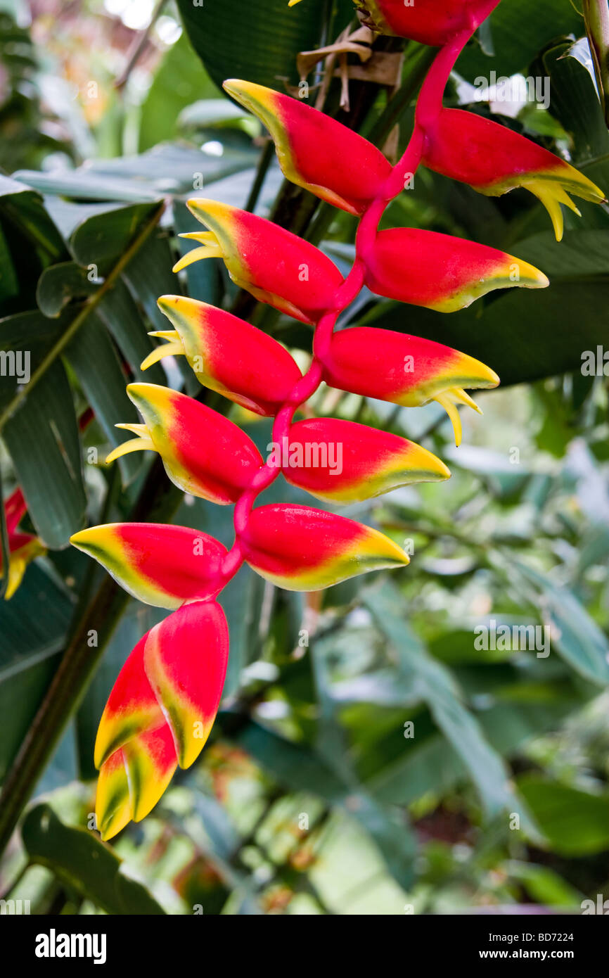 Crab Claw Plant (Heliconia rostrata Stock Photo 25356188