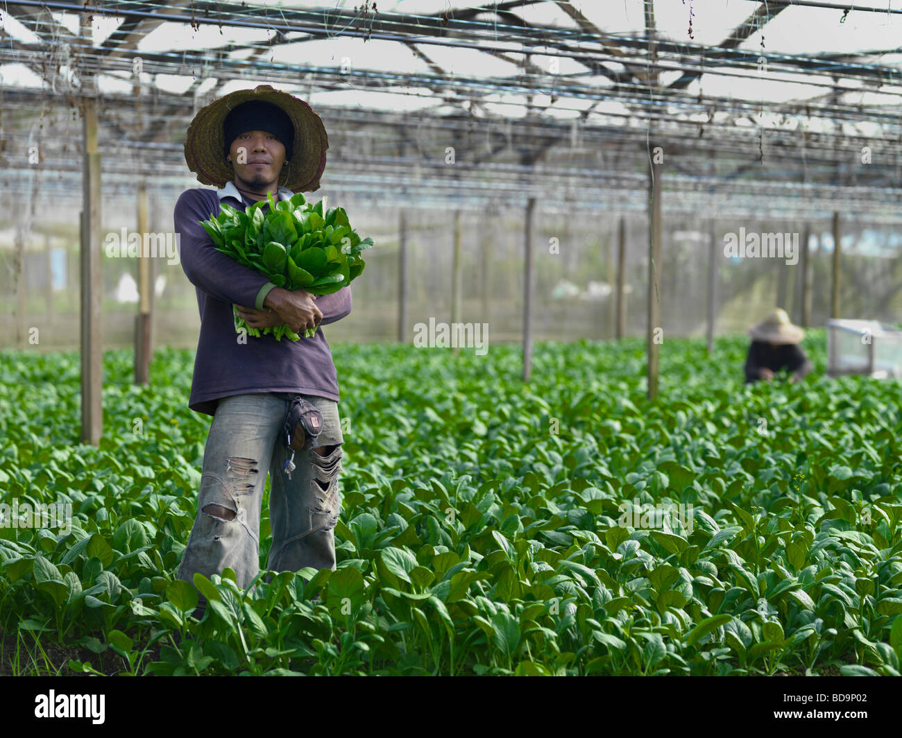 A farm workers harvesting vegetables on an organic vegetable farm Stock