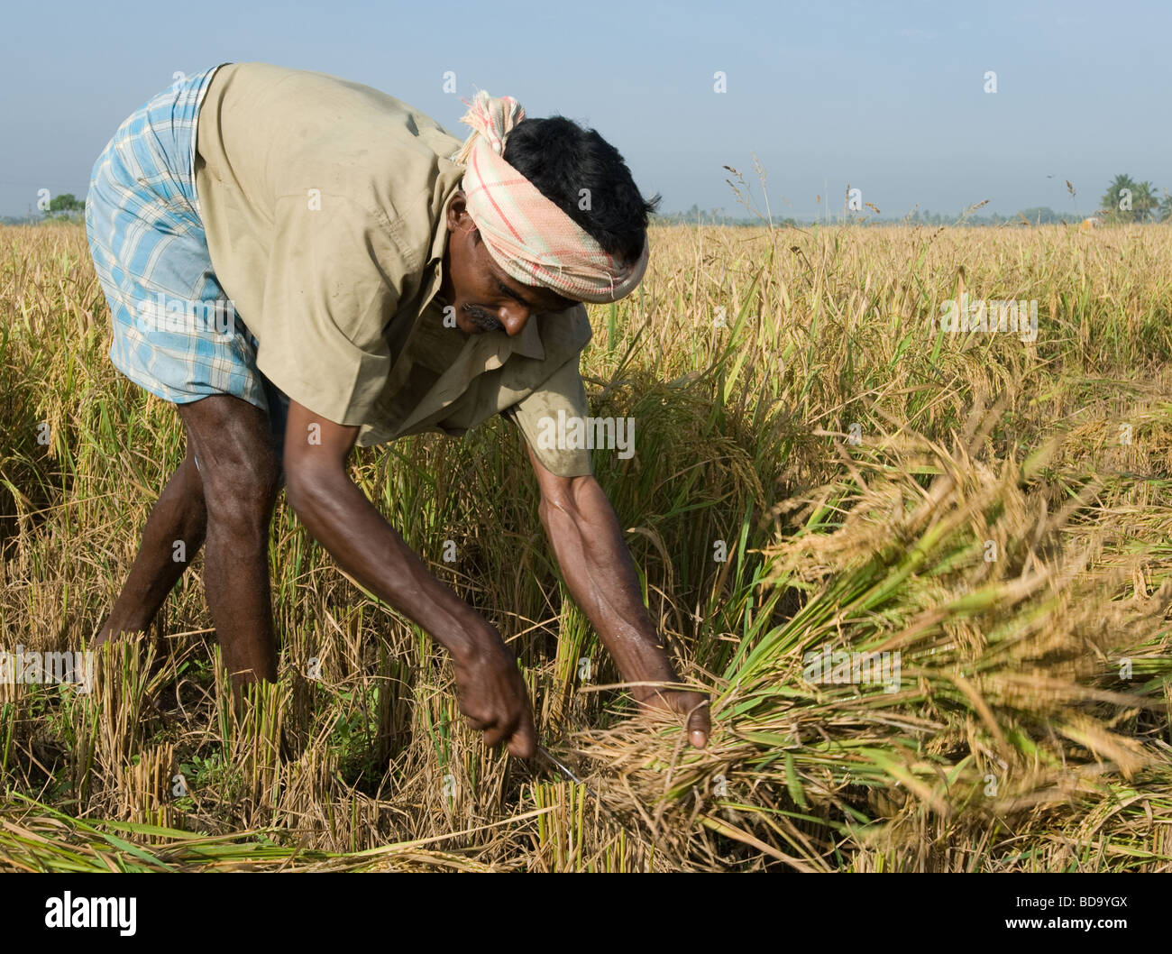 Man Harvesting Rice In A Field North Of Madurai Tamil Nadu India man-harvesting-rice-in-a-field-north-of-madurai-tamil-nadu-india