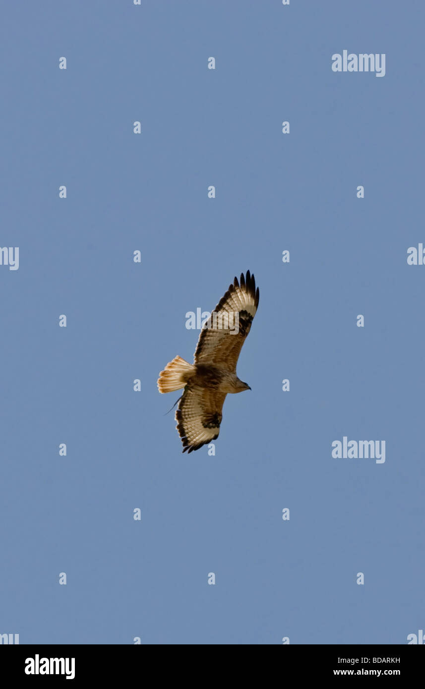 Long legged buzzard on migration Stock Photo, Royalty Free Image
