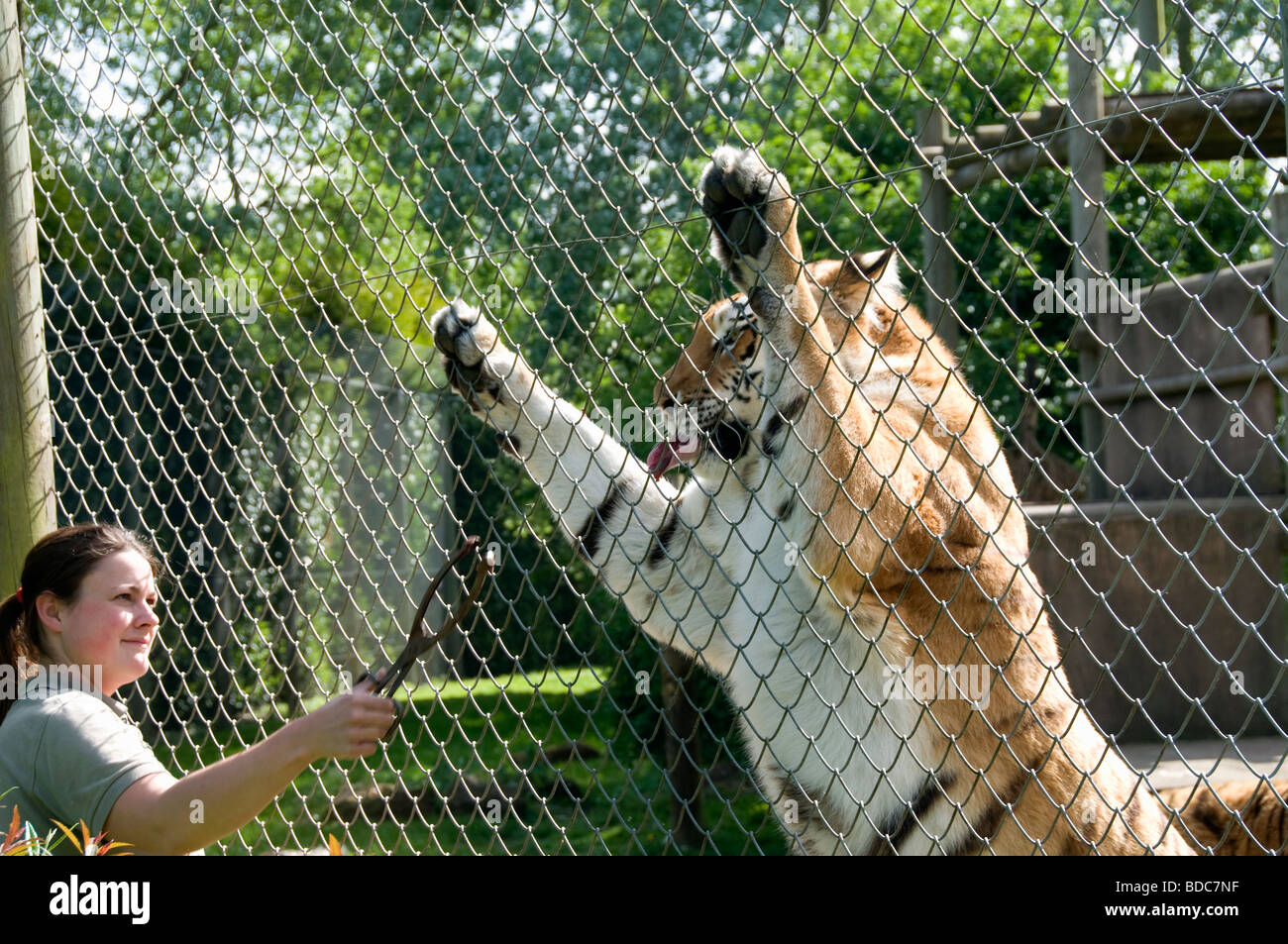 Tiger being hand fed in Banham zoo Stock Photo, Royalty Free Image