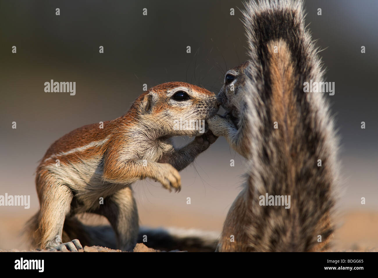 Ground Squirrels Xerus Inauris Greeting Kgalagadi Transfrontier Park