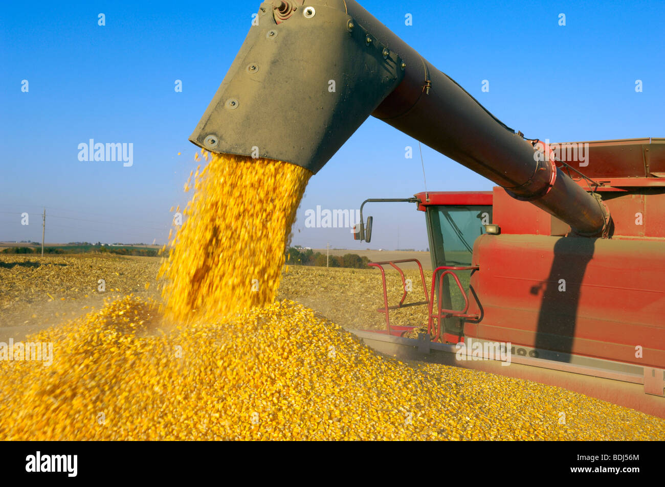 A combine augers a full load of freshly harvested grain corn into a