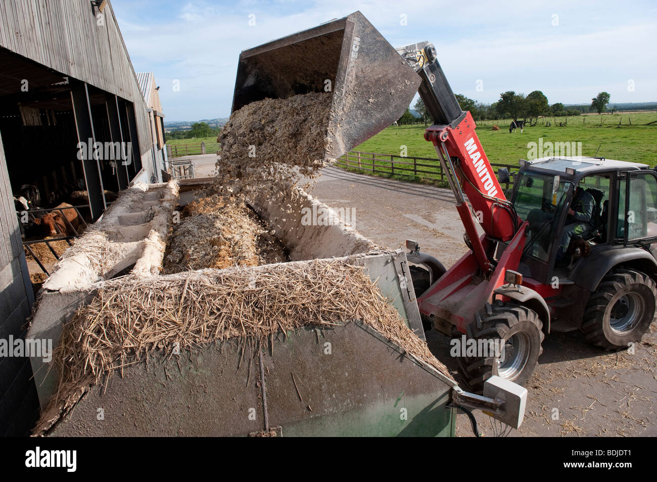 Loading a Livestock feed mixer wagon to make a complete home diet for