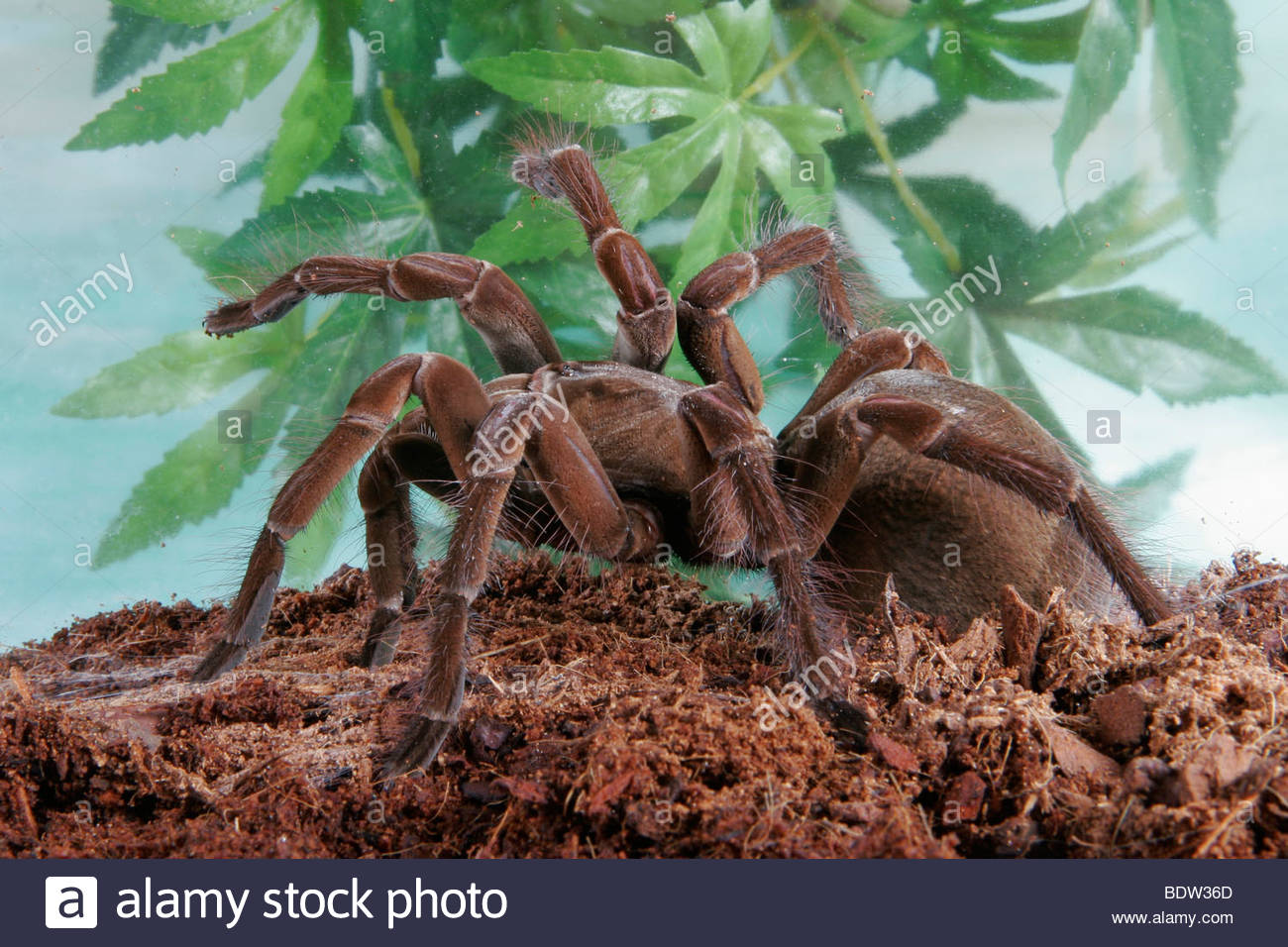 Theraphosa blondi goliath spider giant pet spiders Stock Photo, Royalty ...