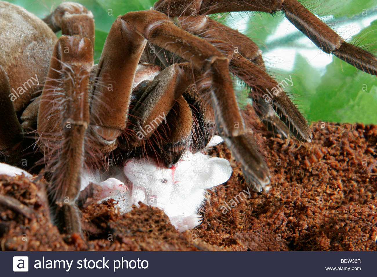 Blondie Spinne Blondie Spinne