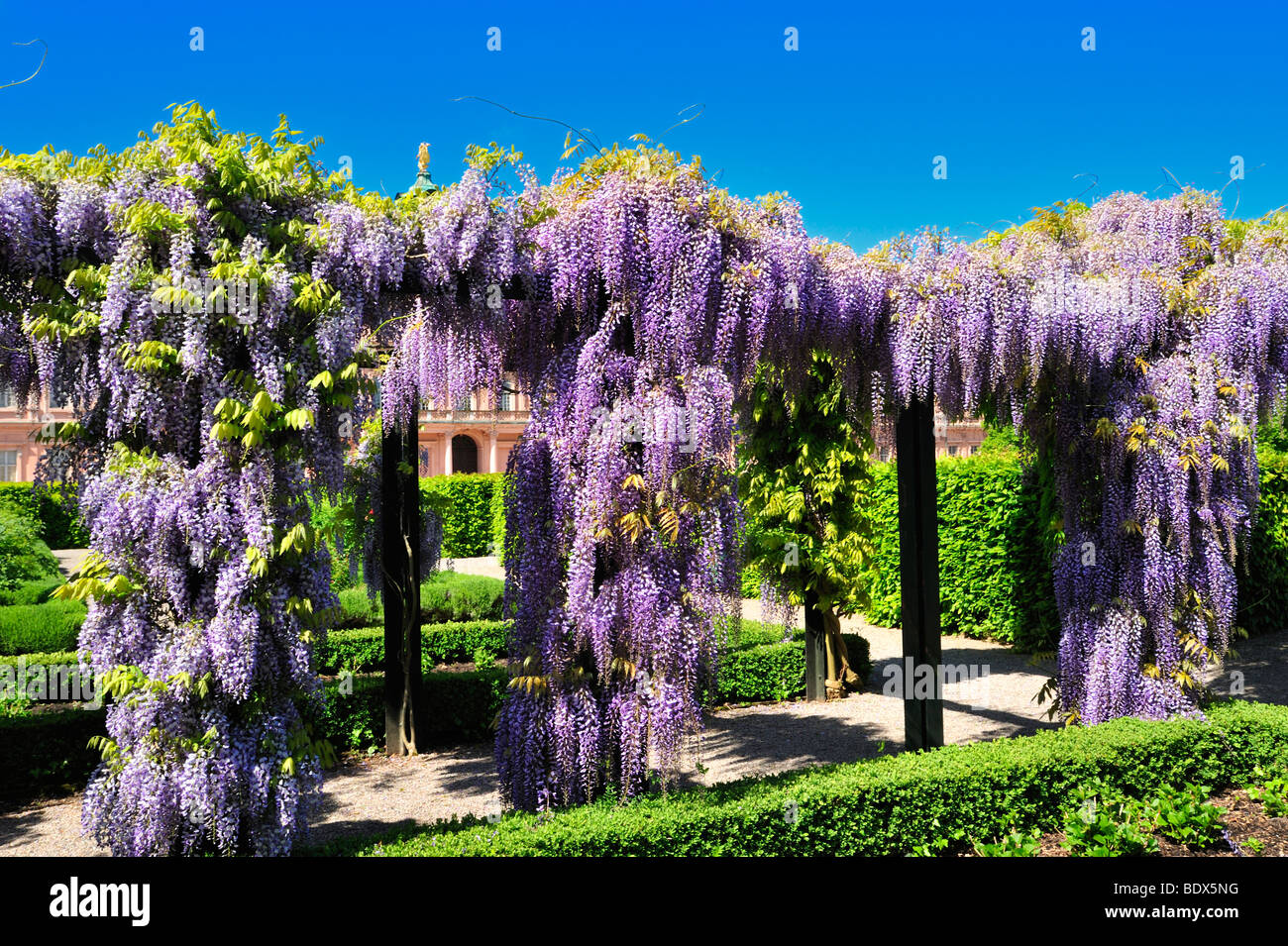 wisteria na pergoli