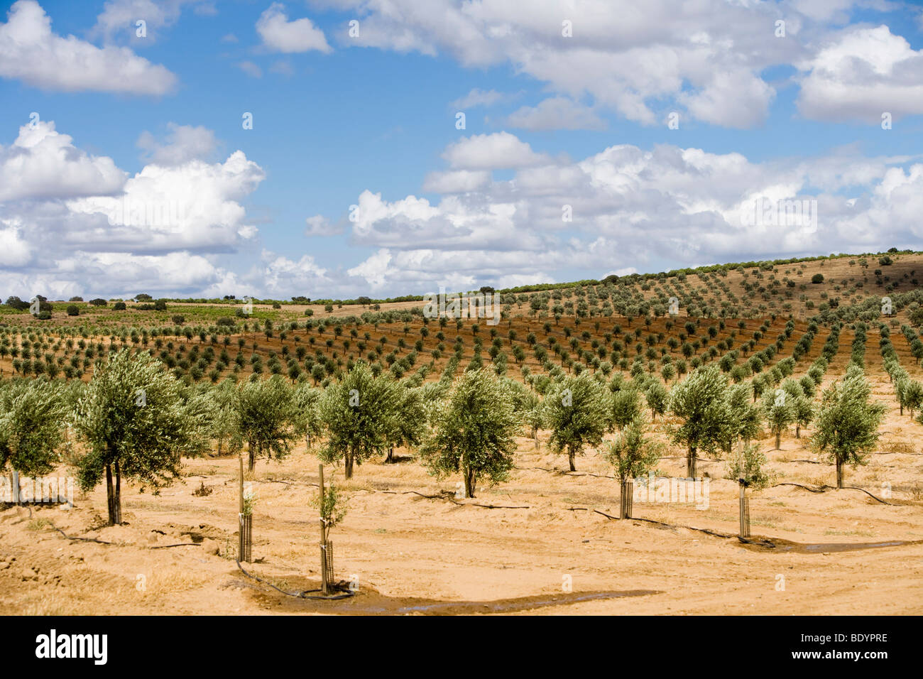 Olive trees plantation, Beja, Portugal, Europe Stock Photo, Royalty