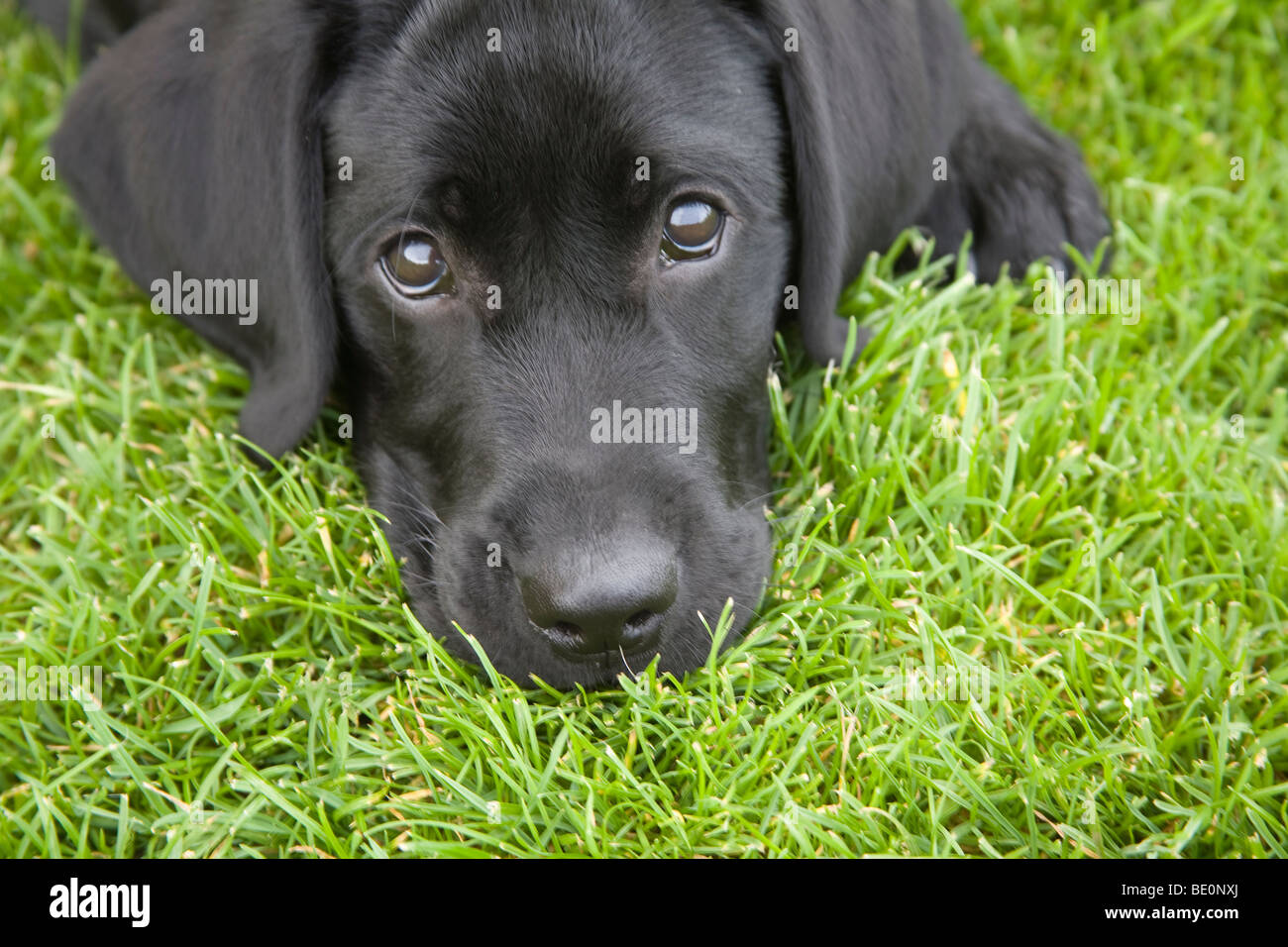 33 Great Black Lab Dog for Black Lab Dog Male
150ifm 33 Great Black Lab Dog for Black Lab Dog Male
150ifm
