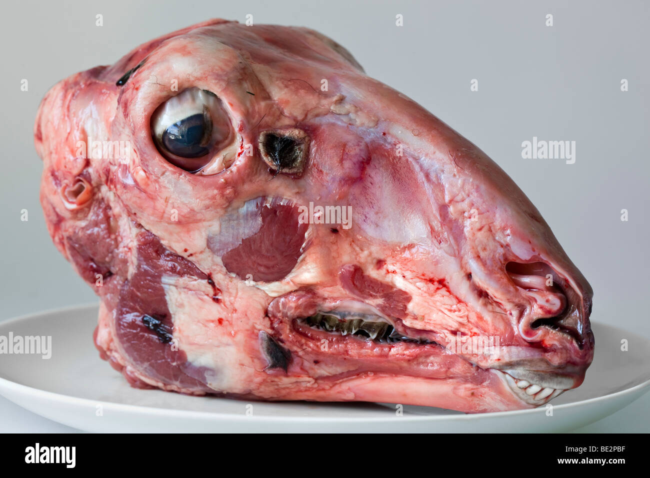 Sheep Head Food Stock Photos for Lamb Head Food
76uhy Sheep Head Food Stock Photos for Lamb Head Food
76uhy