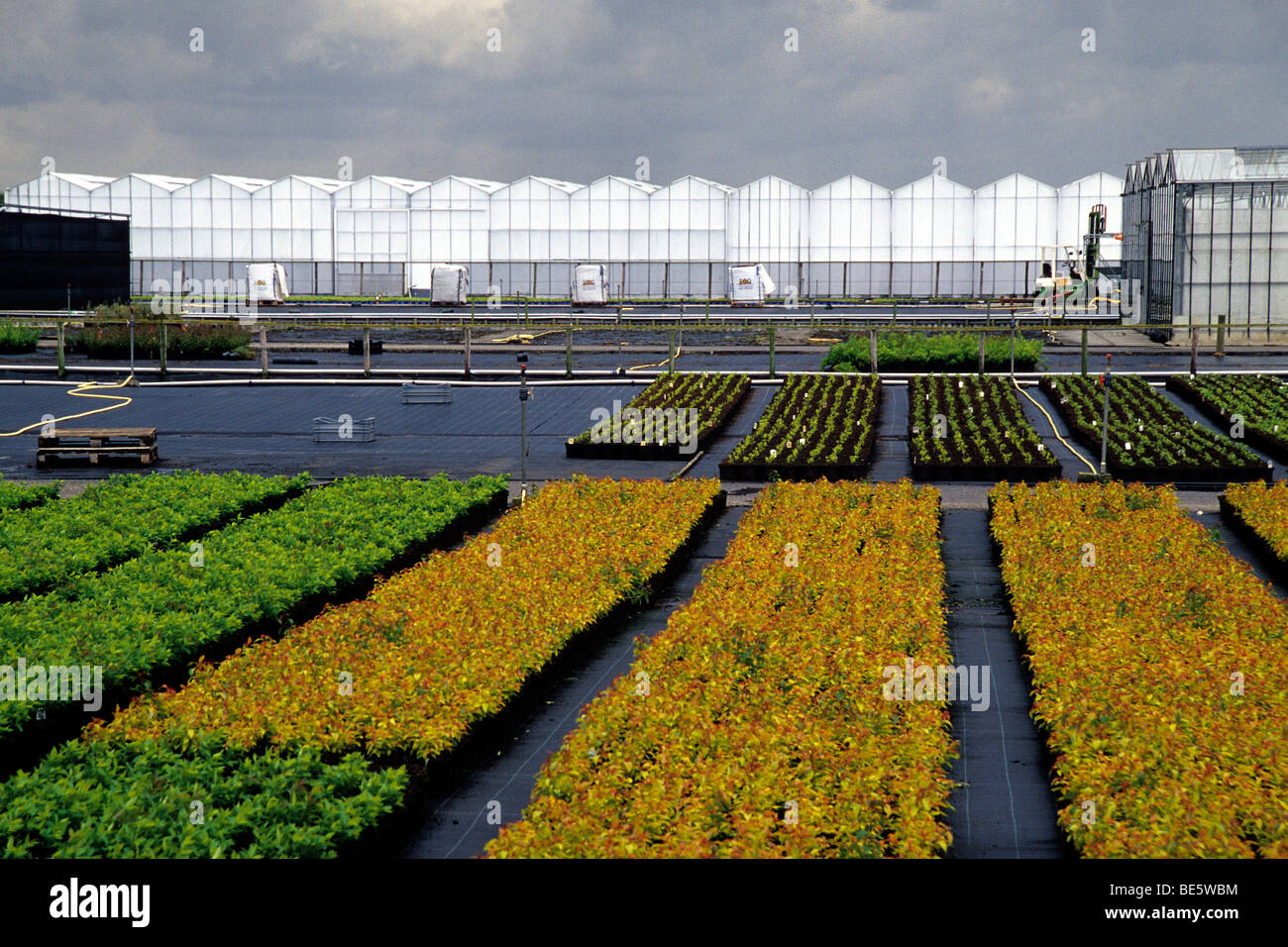 Greenhouse, glasshouse in the centre of Holland, agriculture Stock