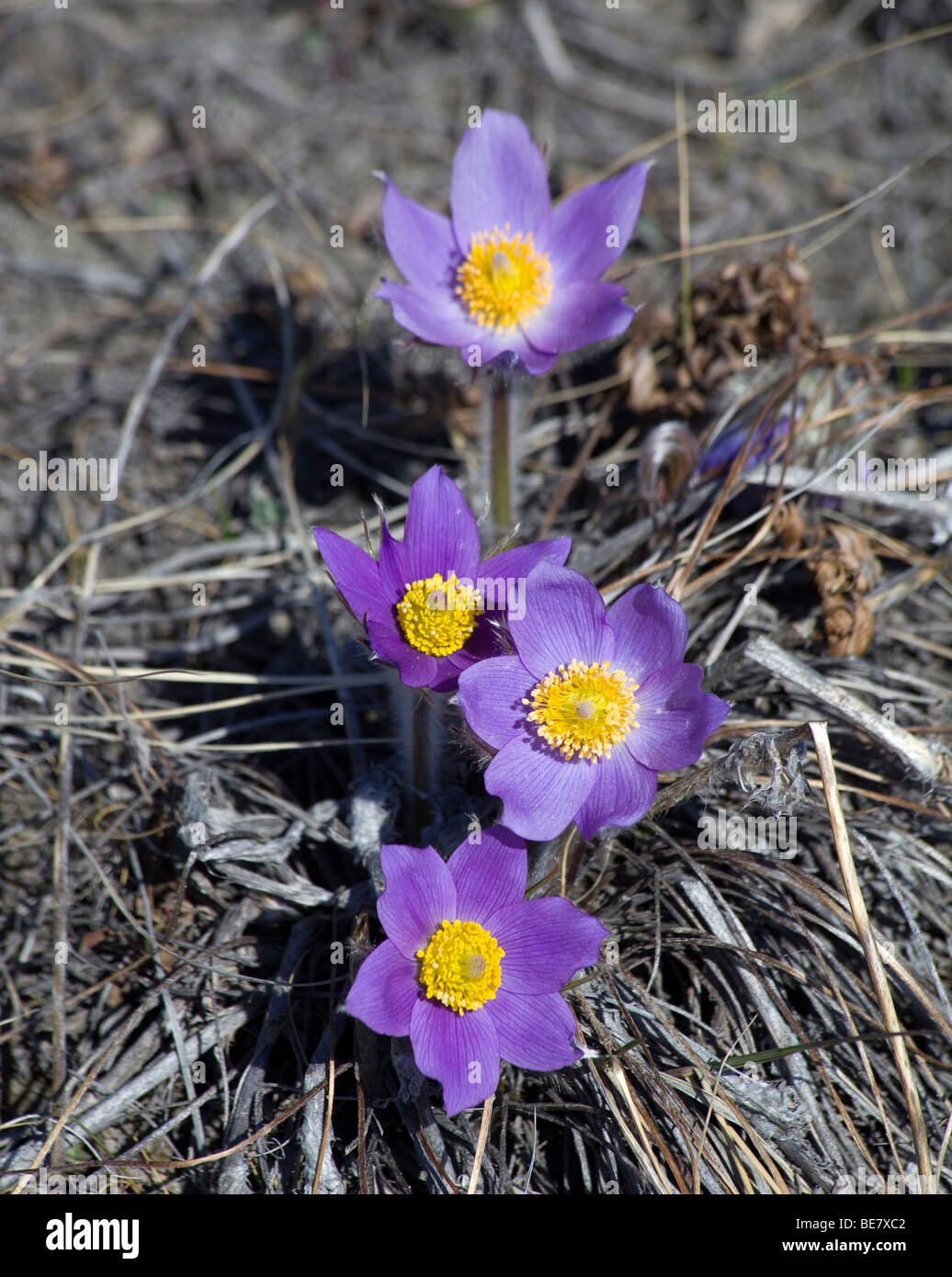 Northern Crocus Prairie Crocus Prairie Smoke Or Pasque Flower Stock