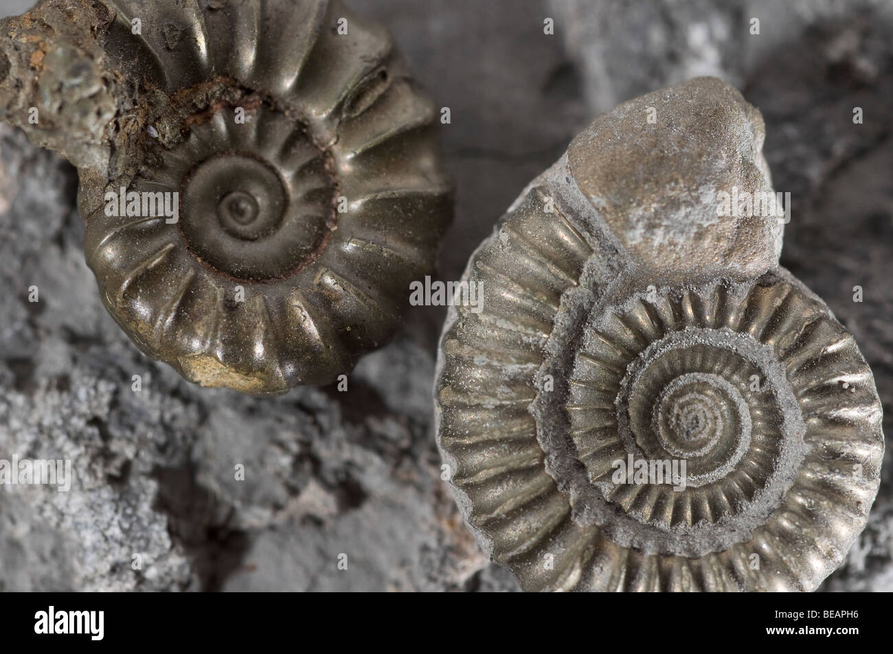 Ammonite fossils found on the Jurassic Coast Dorset UK Stock Photo