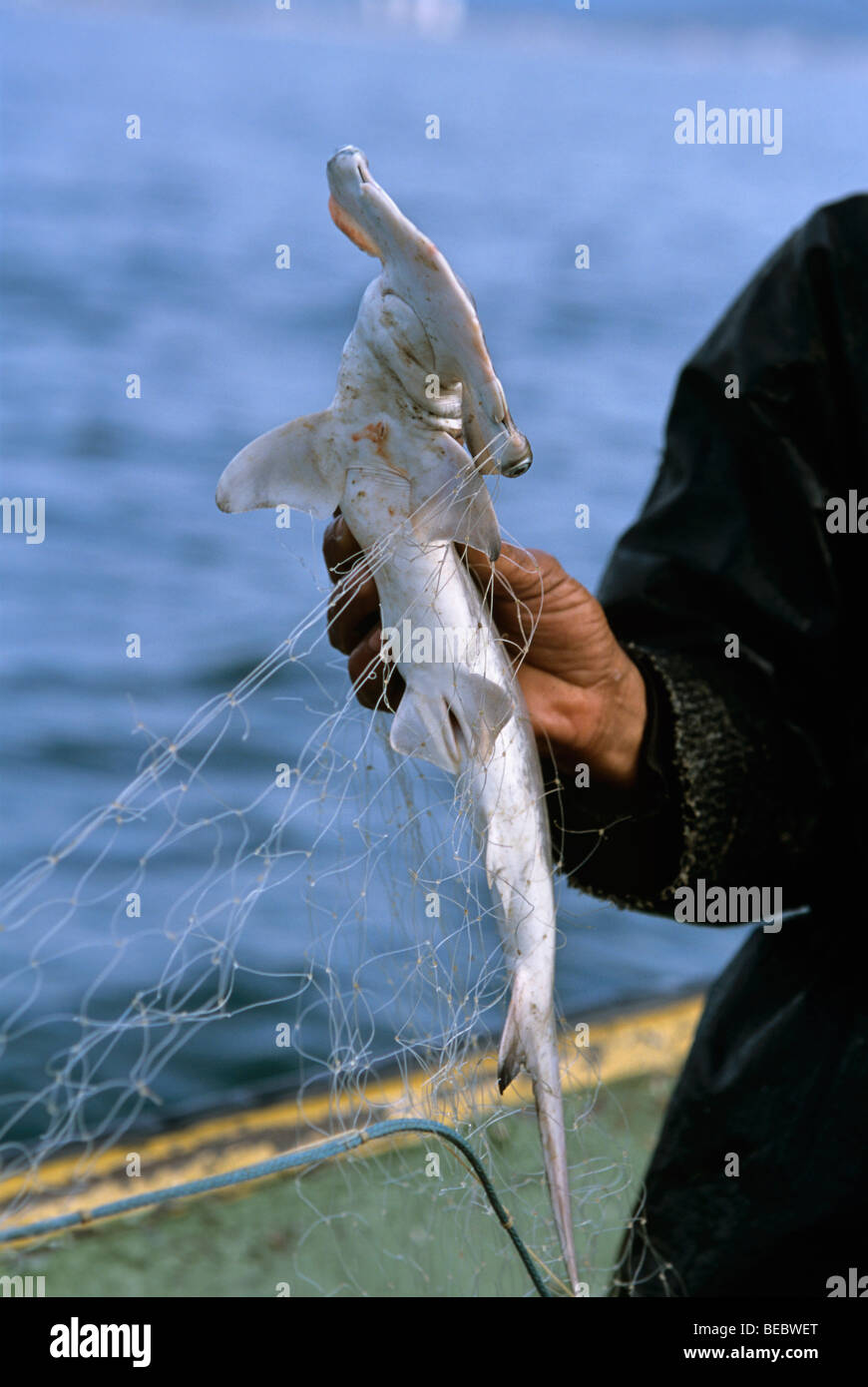 Fisherman holding juvenile Hammerhead Shark caught in gill net Stock