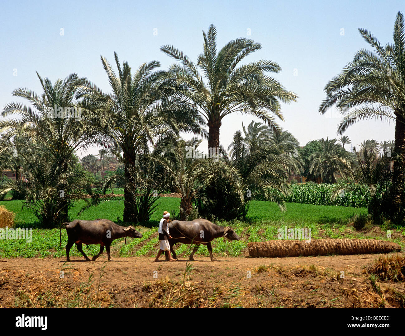 Water Buffalo The Nile Delta Egypt Stock Photo, Royalty Free Image