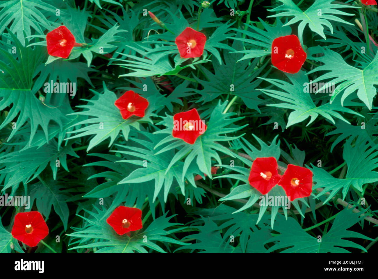 Vibrant red flowers and unusual spiky leaves of cardinal climber vine