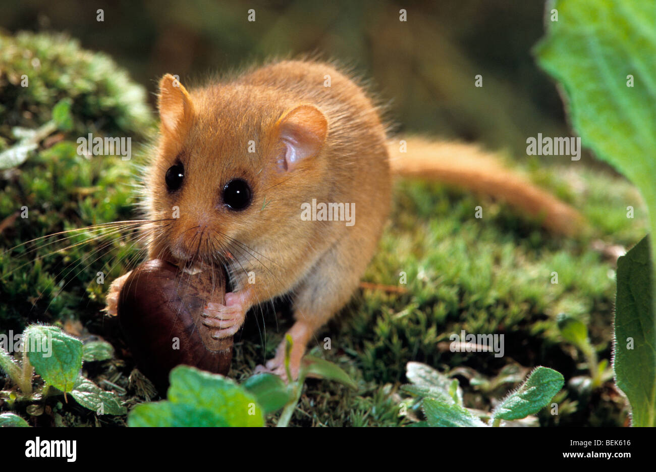 common dormouse hazel dormouse muscardinus avellanarius common dormouse hazel dormouse muscardinus avellanarius