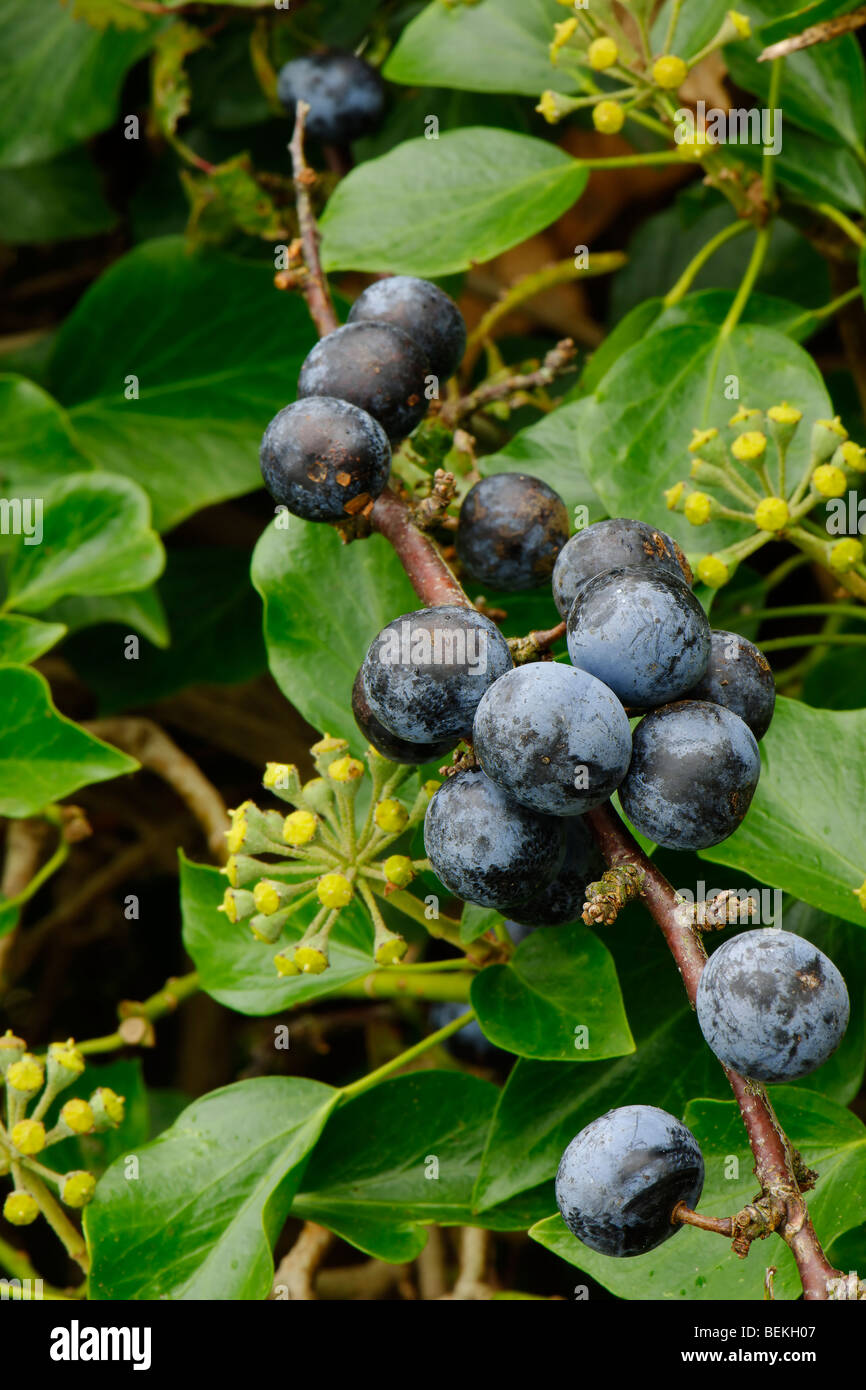 Blackthorn Prunus Spinosa Stock Photo Alamy